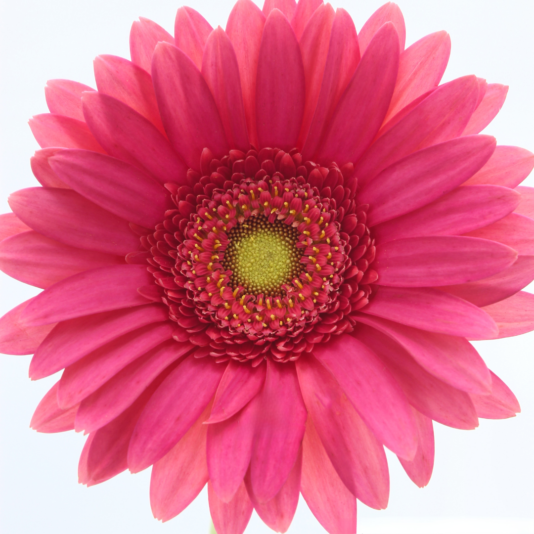 Gerbera