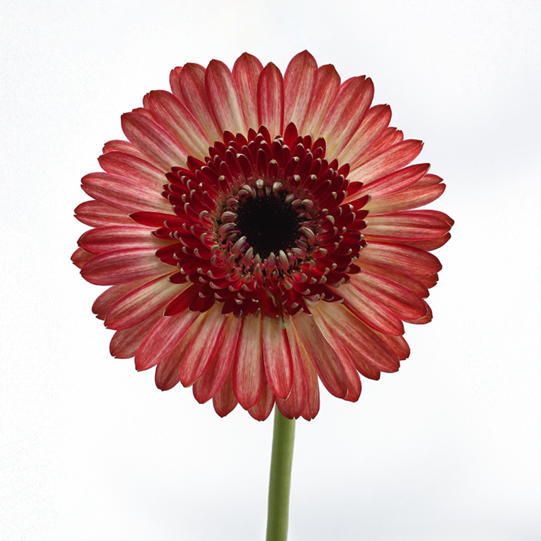 Gerbera