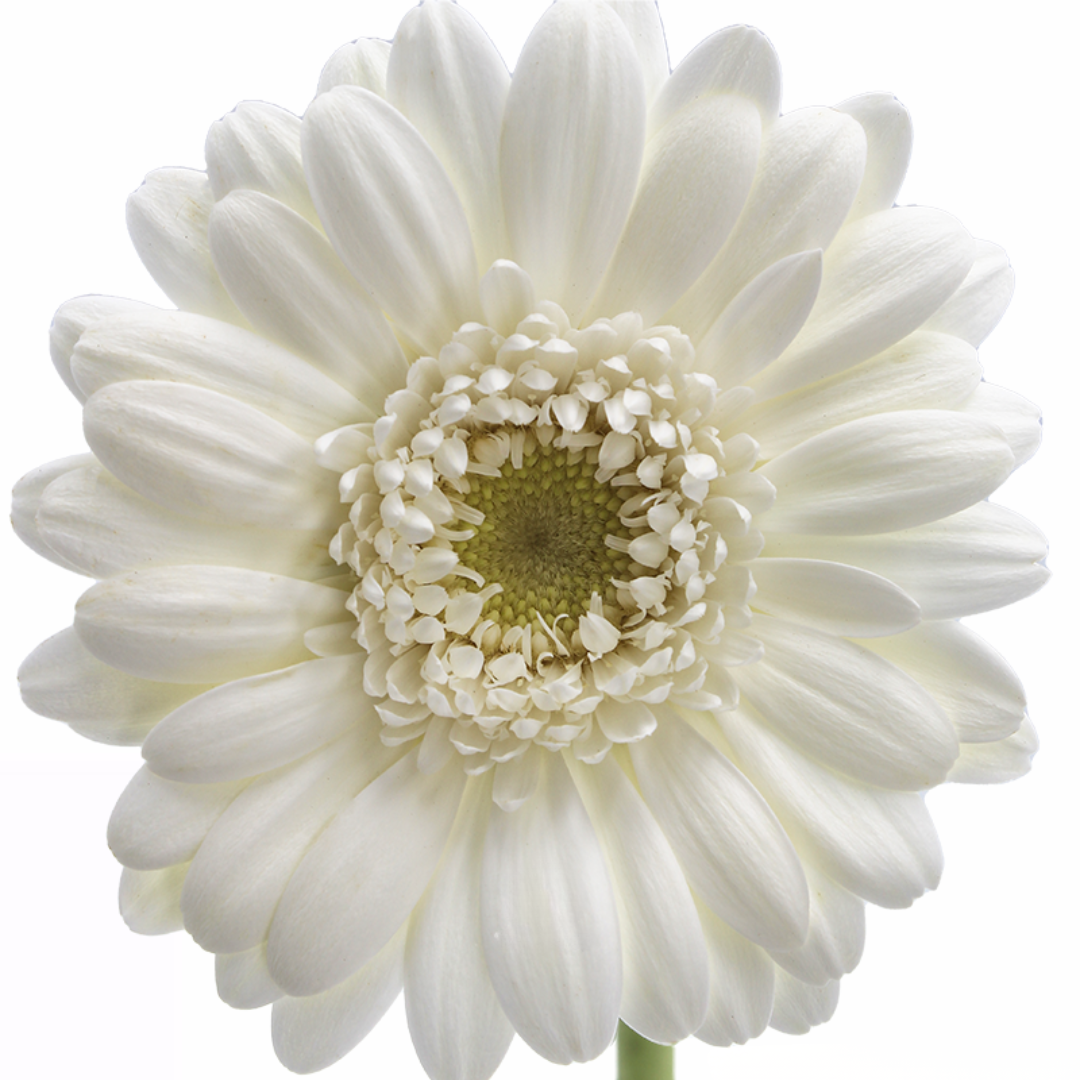 Gerbera