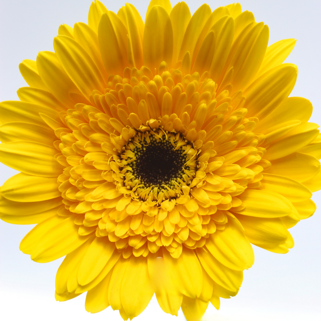 Gerbera
