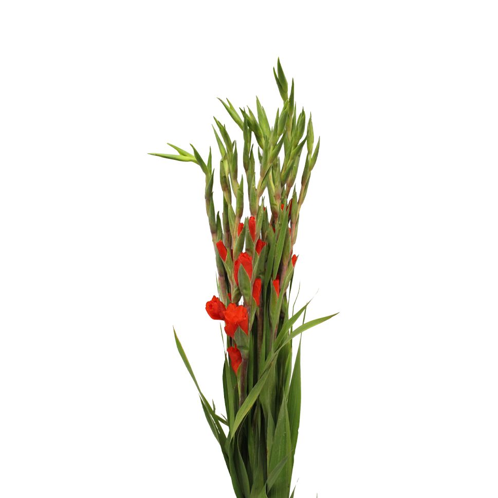 Gladiolus Red
