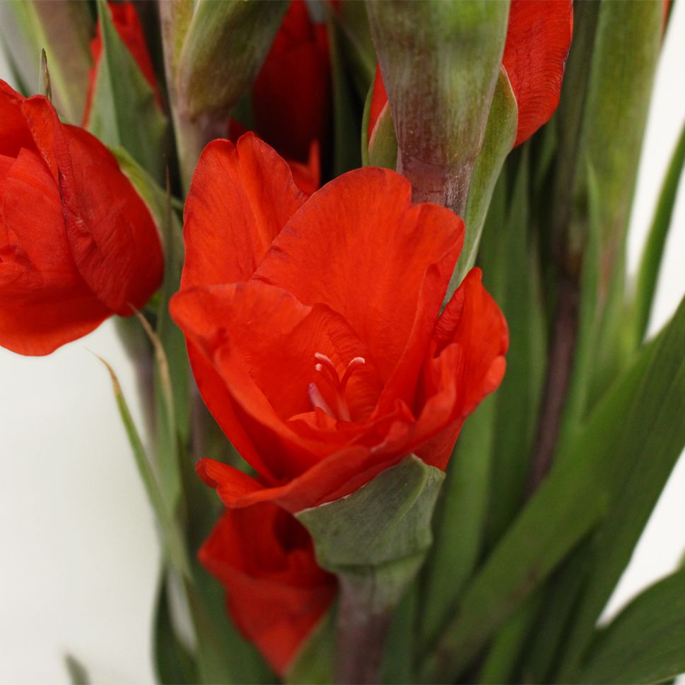 Gladiolus Red