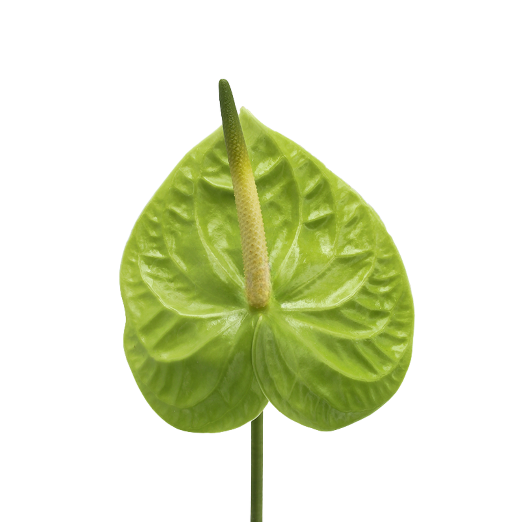 Colour Anthurium