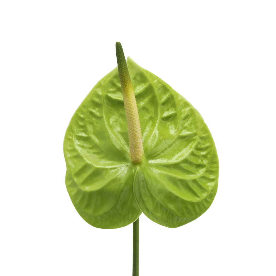 Colour Anthurium