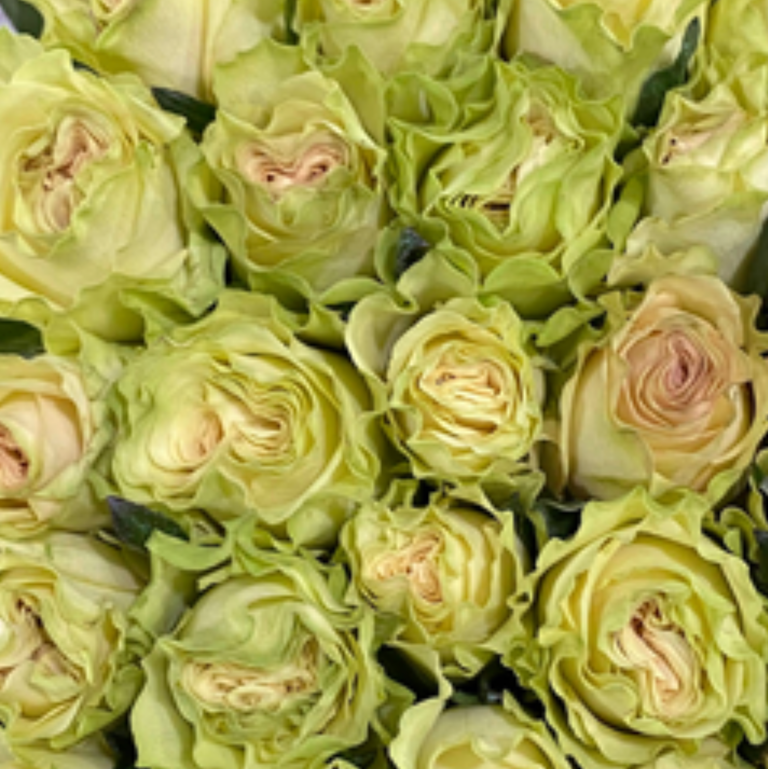 Green Lemonade Rose