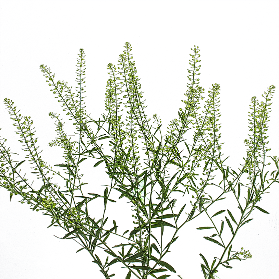 Green Bell Foliage