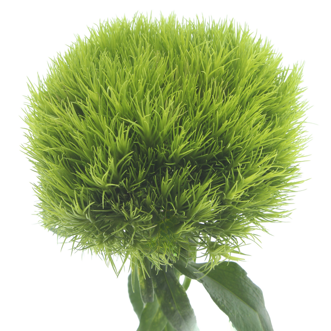 Green Wicky