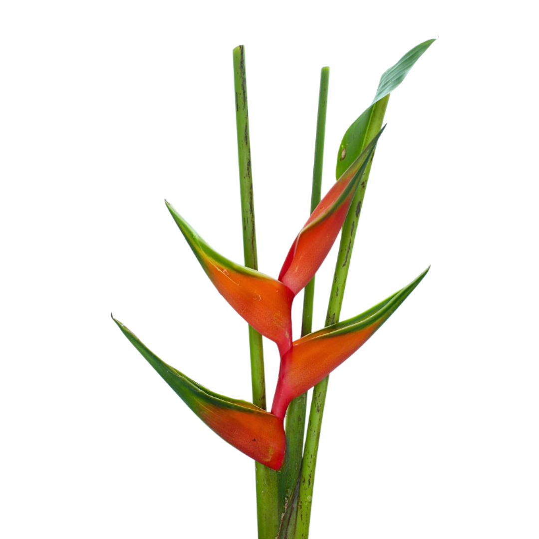 Heliconia Red Upright