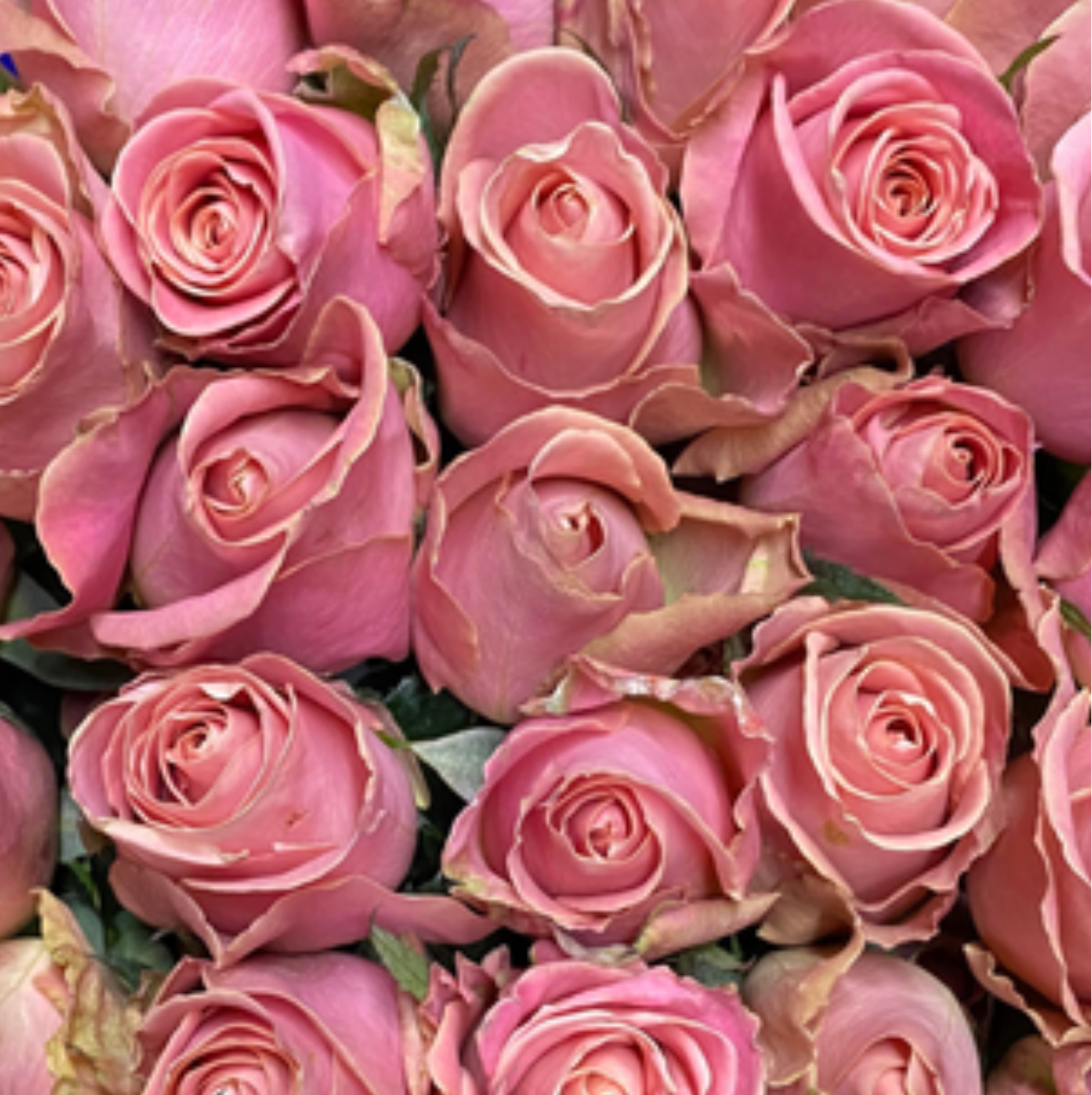Hermosa Rose