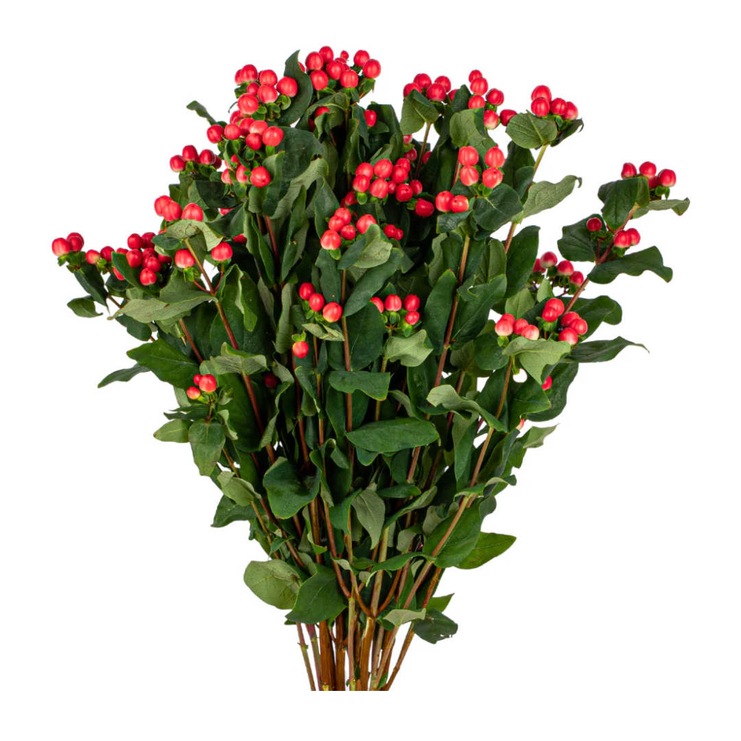Hypericum