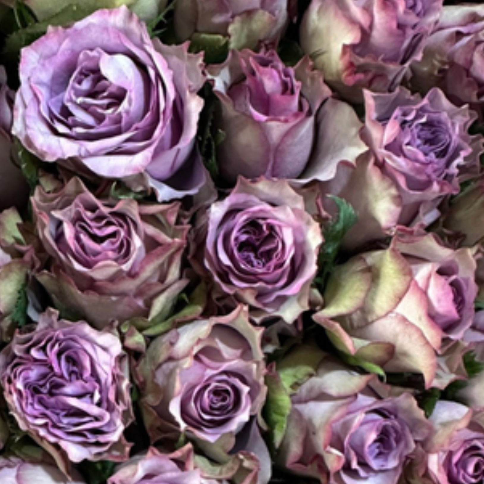 Hypnose-Dutch Rose