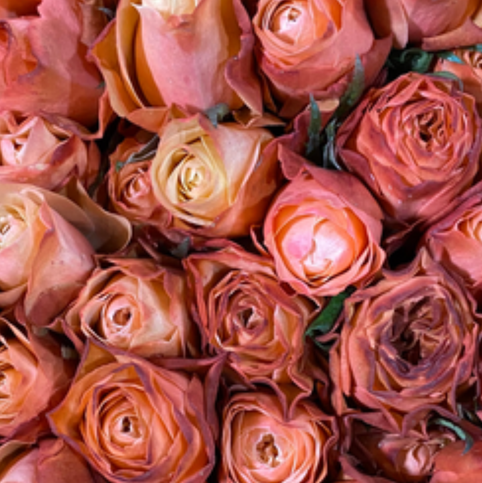 Kahala Rose