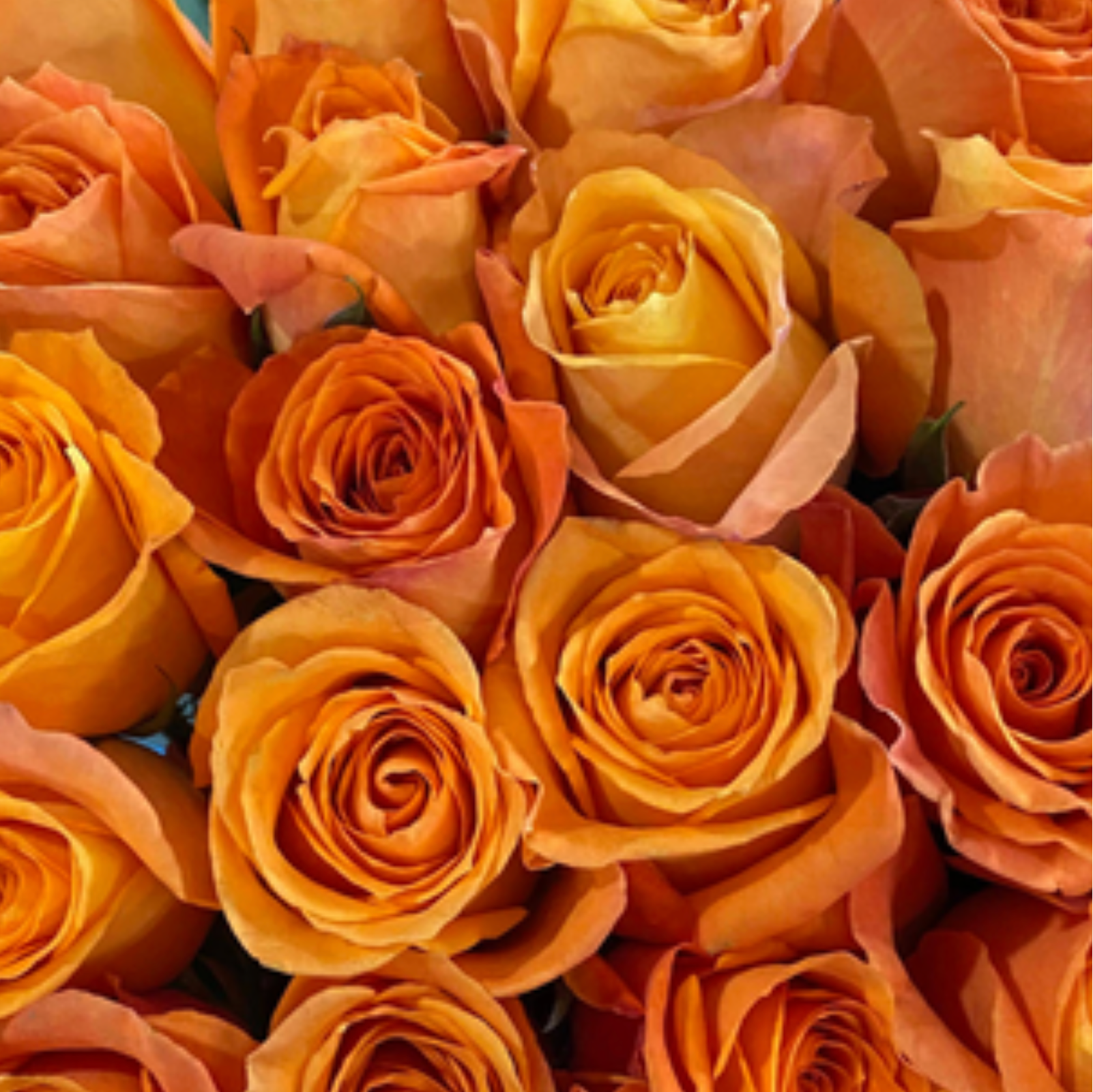 Kingdom Orange Rose