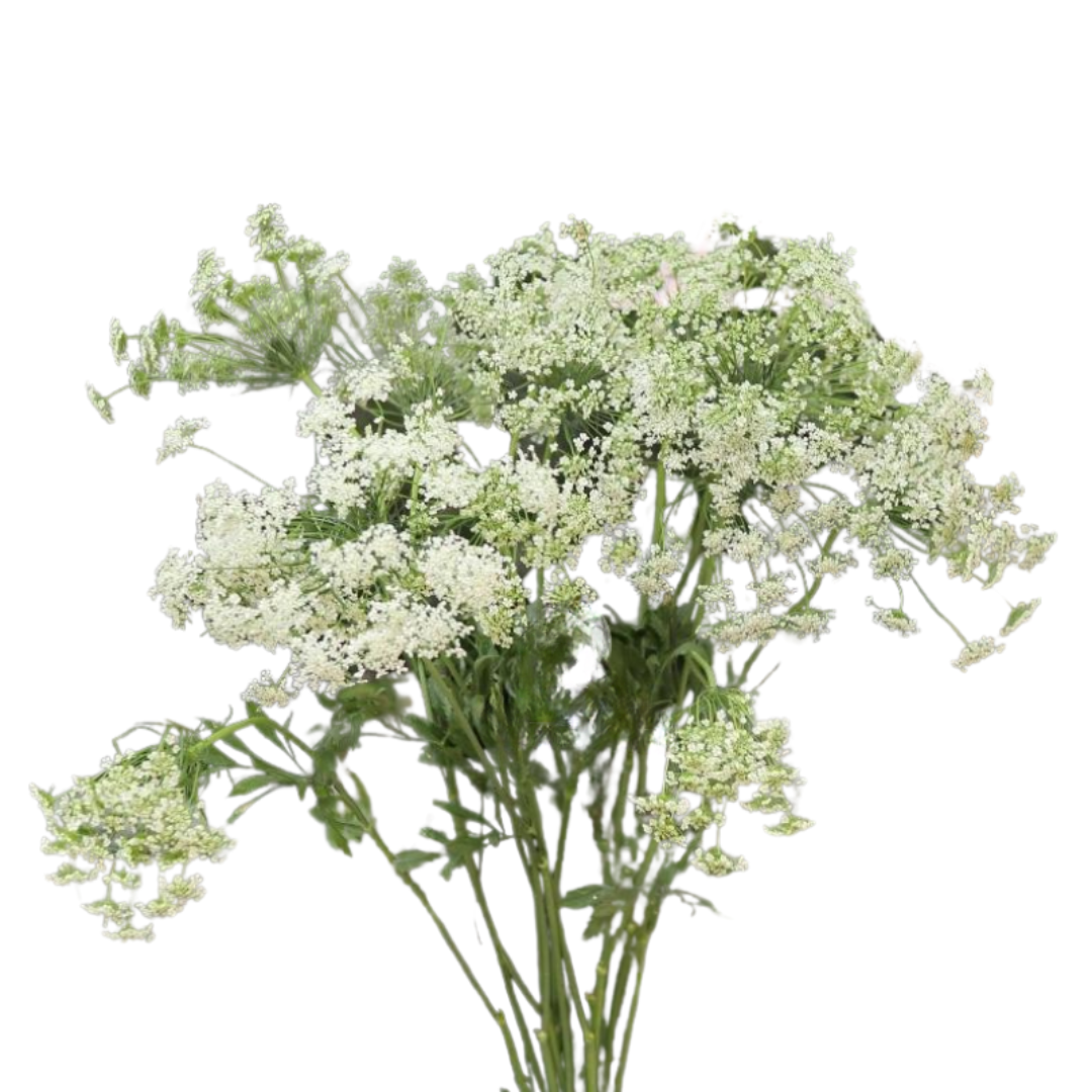 Lace Green Mist