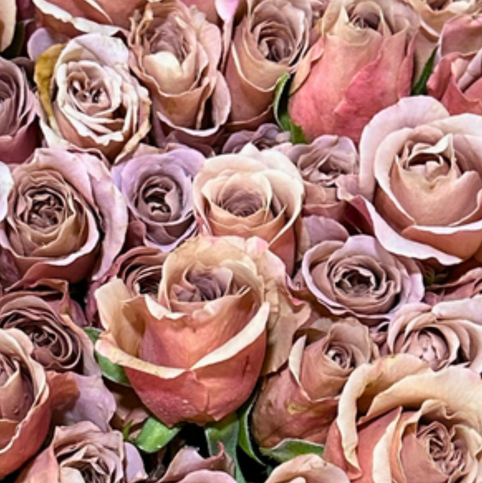 Latte Rose