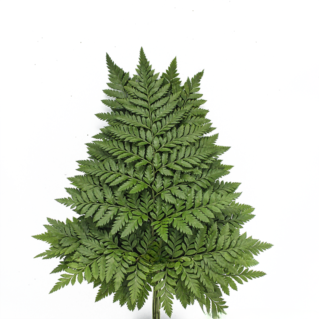 Leather Leaf