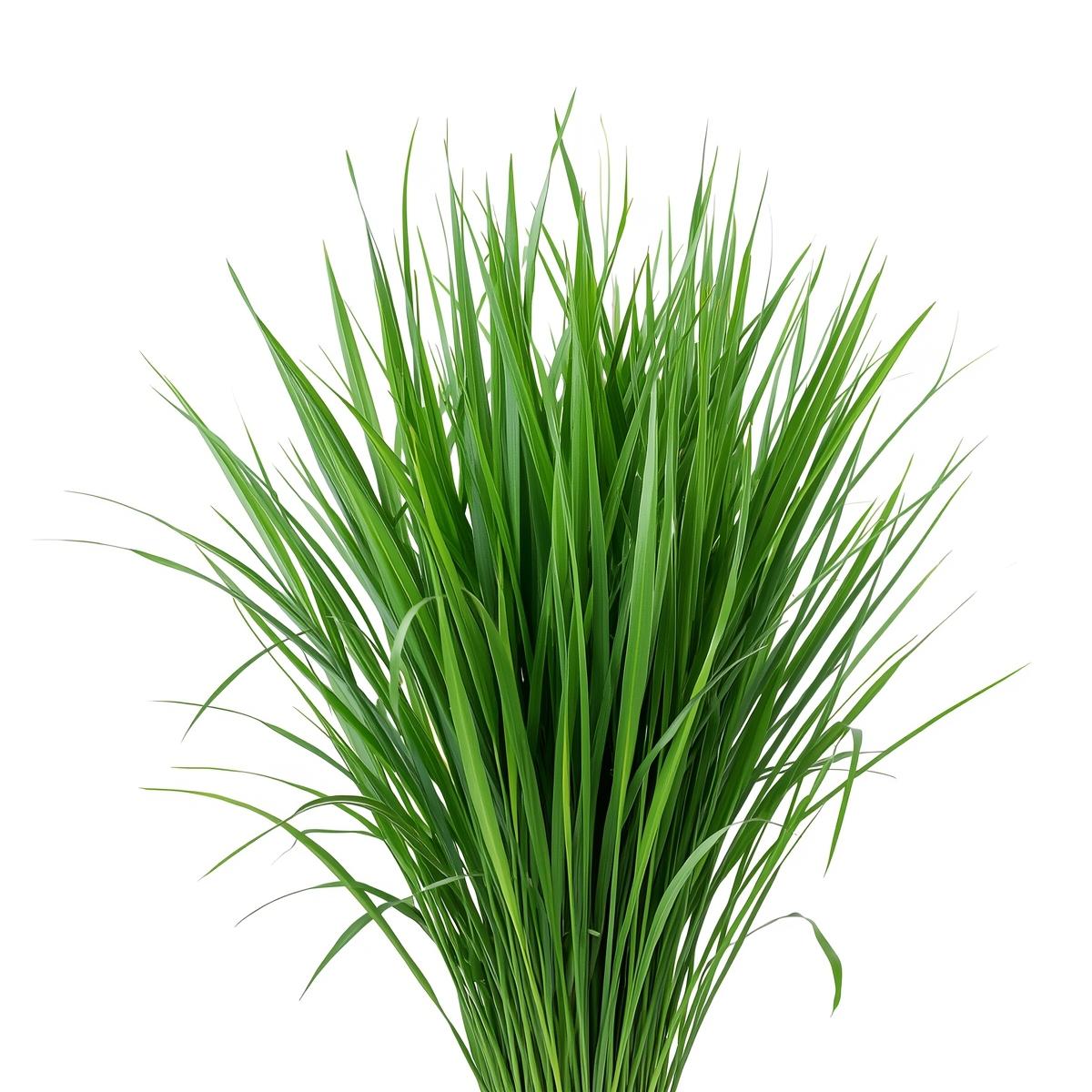 Lily Grass