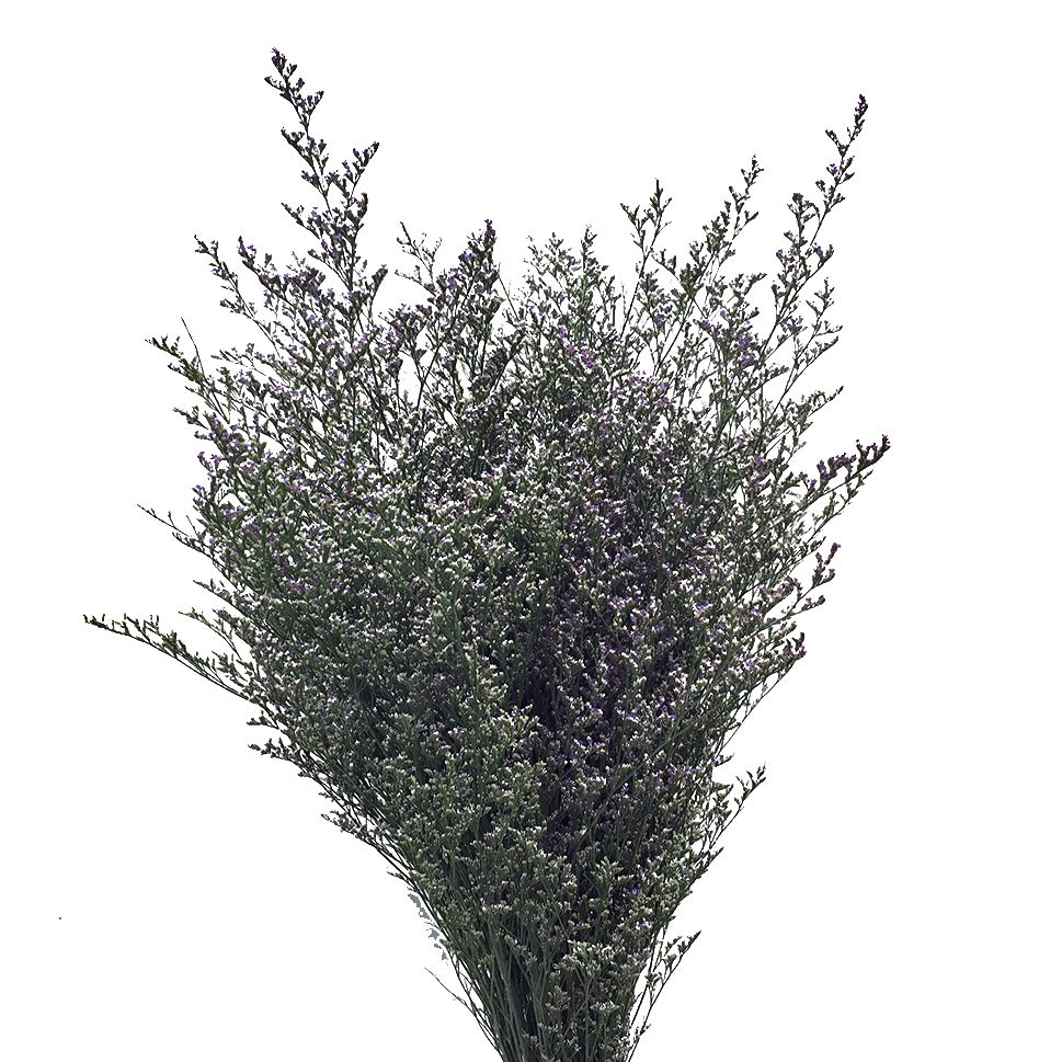 Limonium