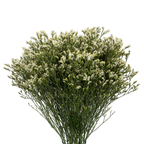 Limonium
