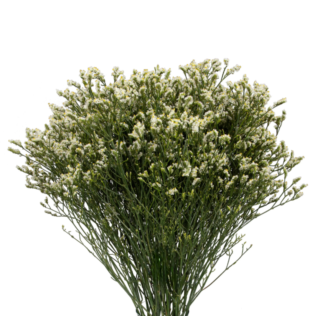 Limonium