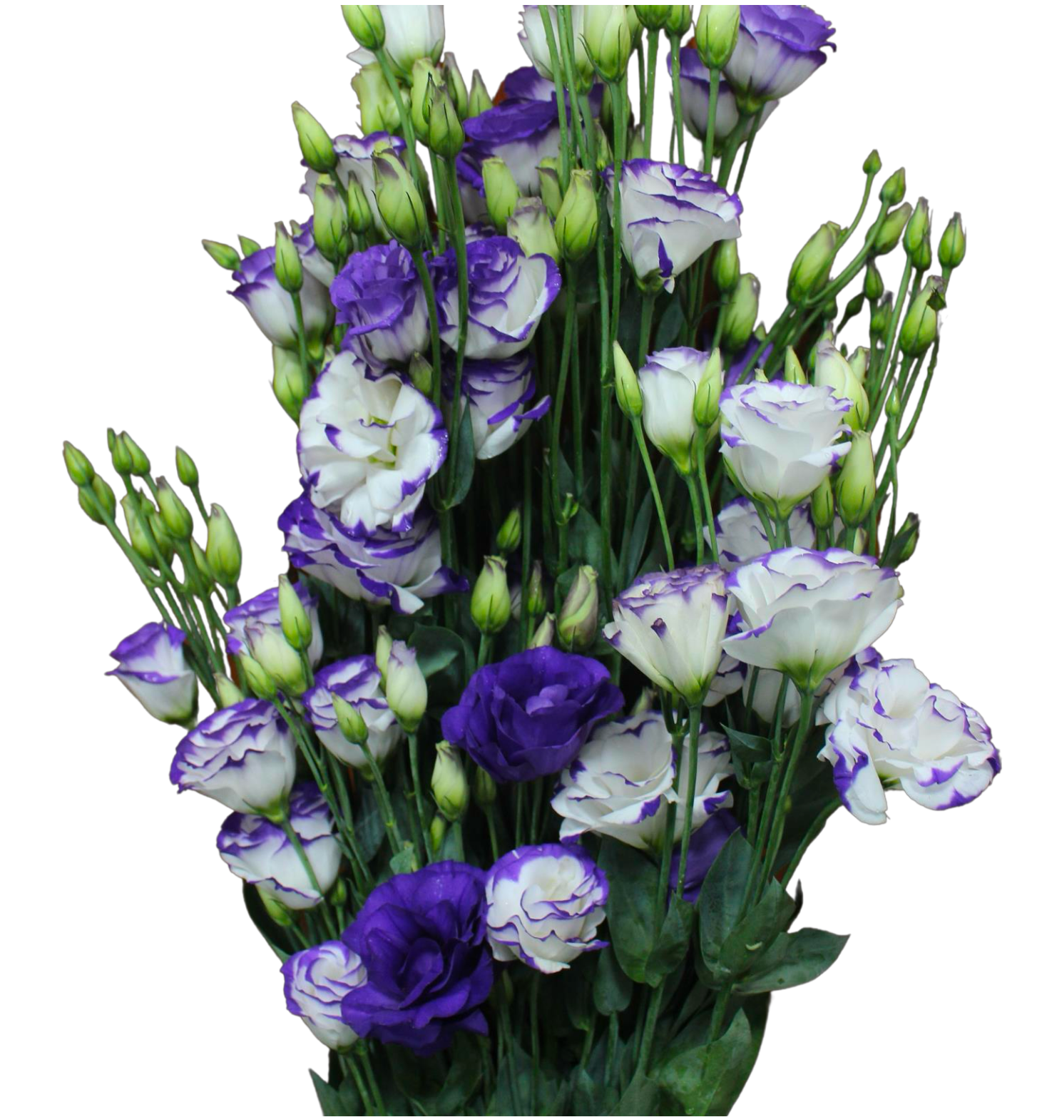 Lisianthus