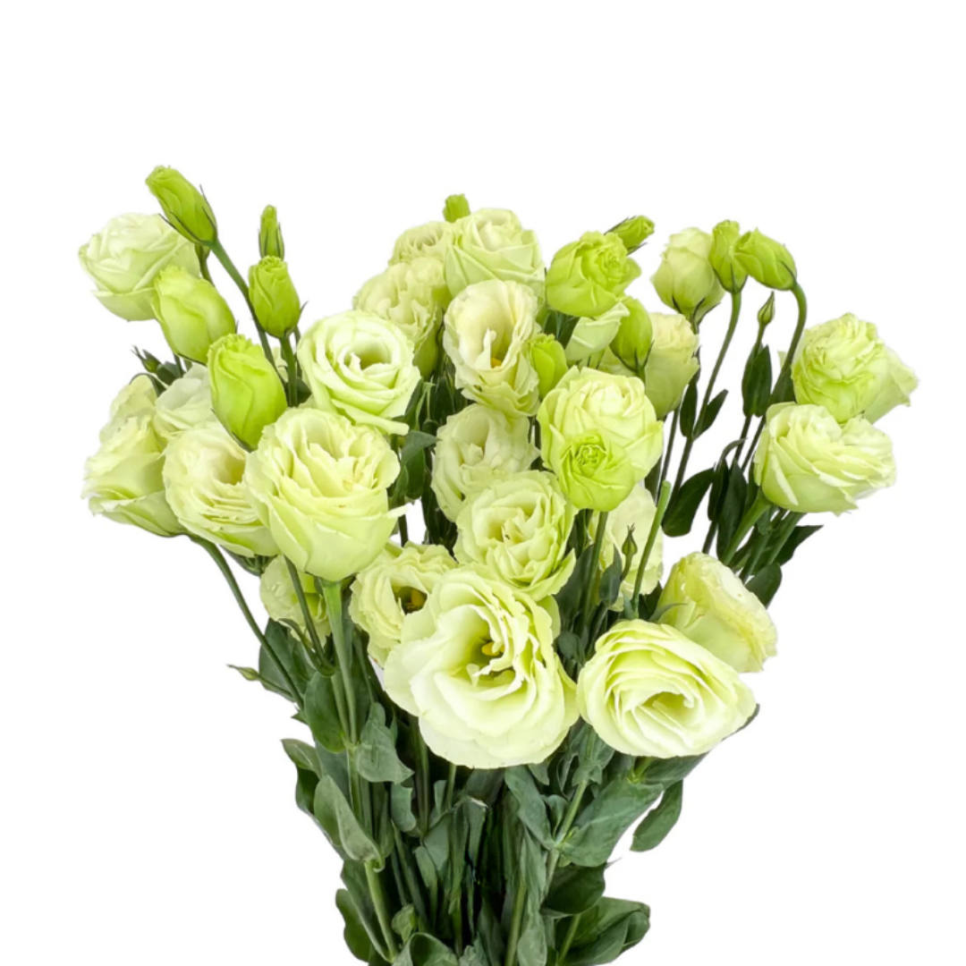 Lisianthus