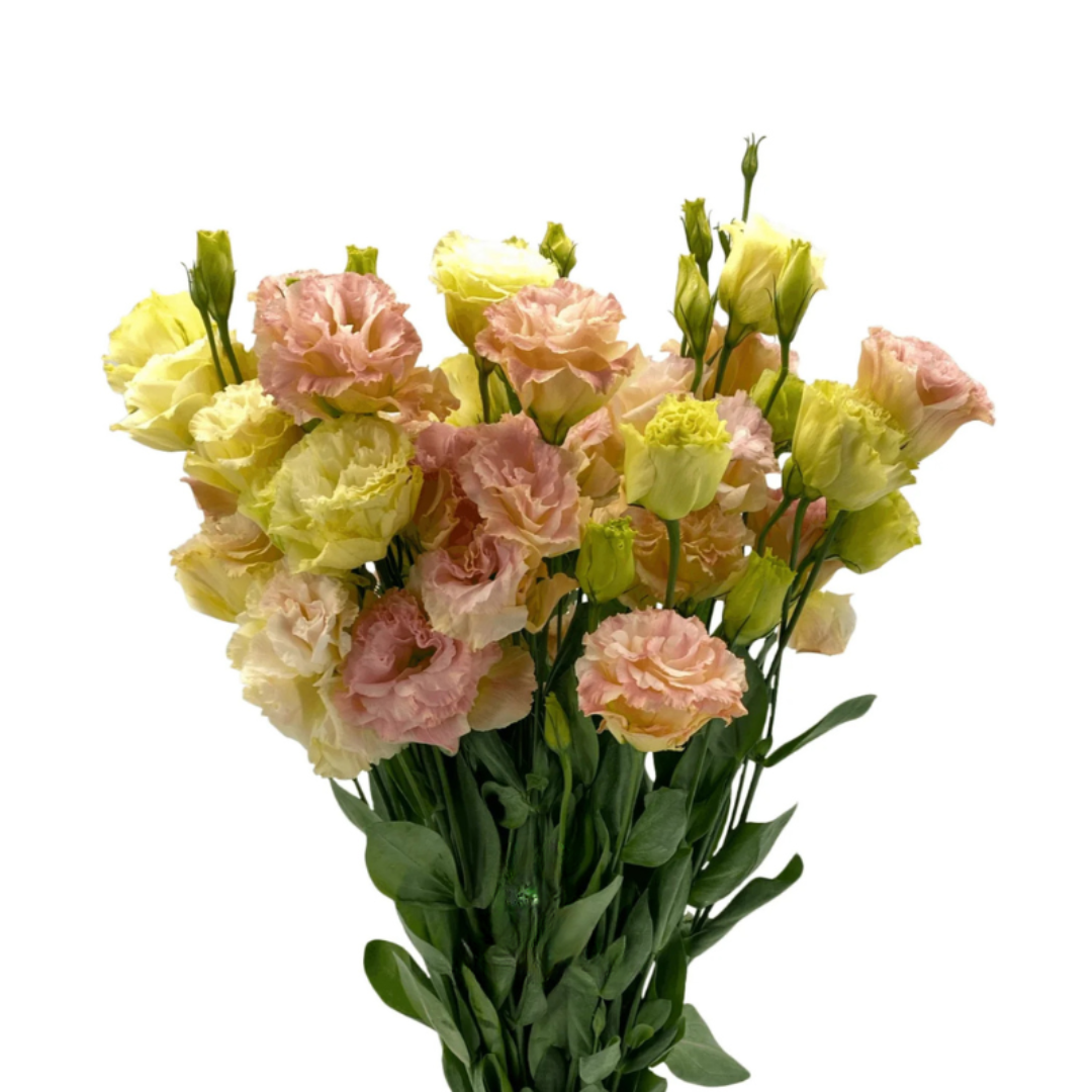 Lisianthus