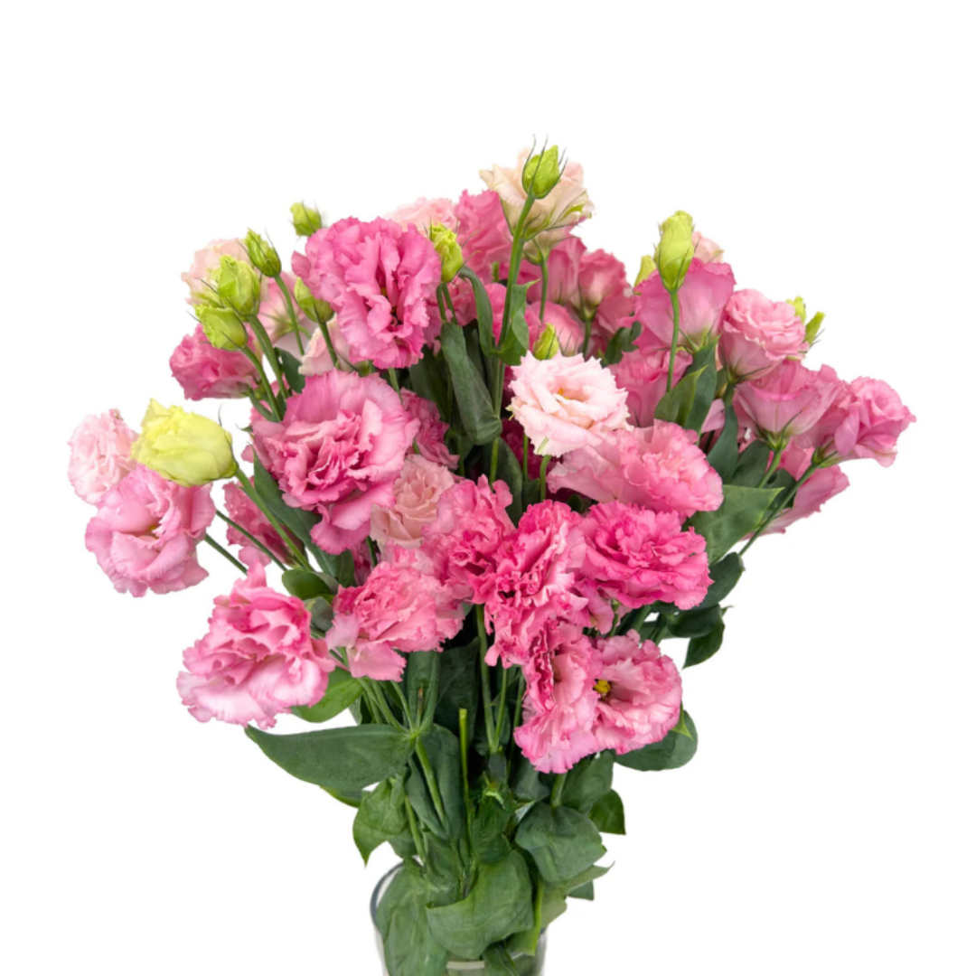 Lisianthus