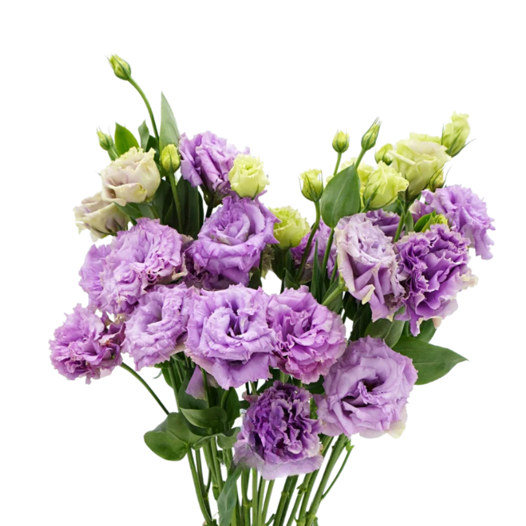 Lisianthus