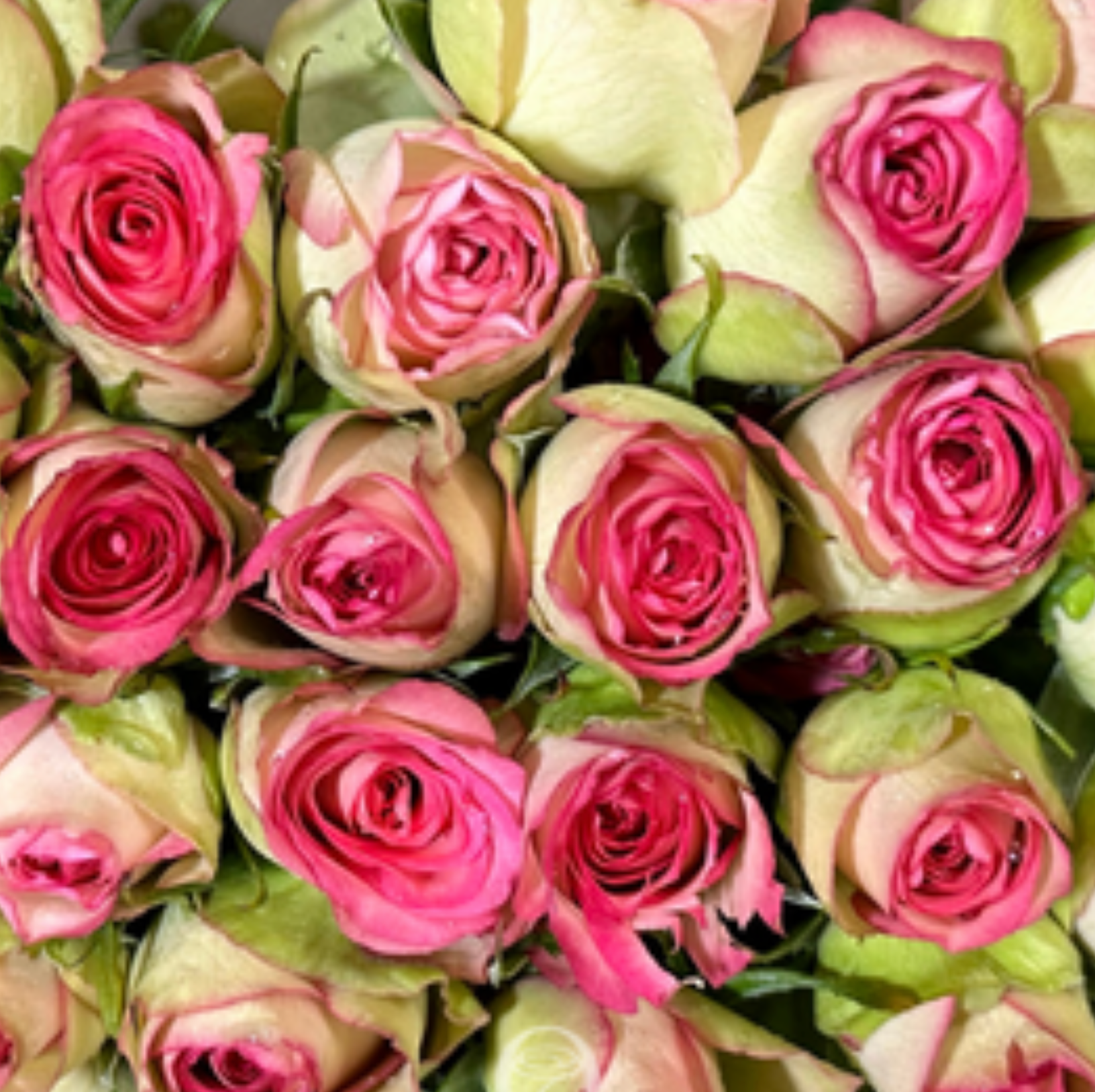 Malibu Rose