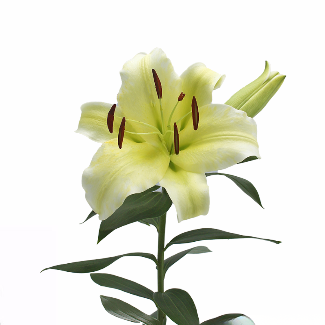 Manissa Lily