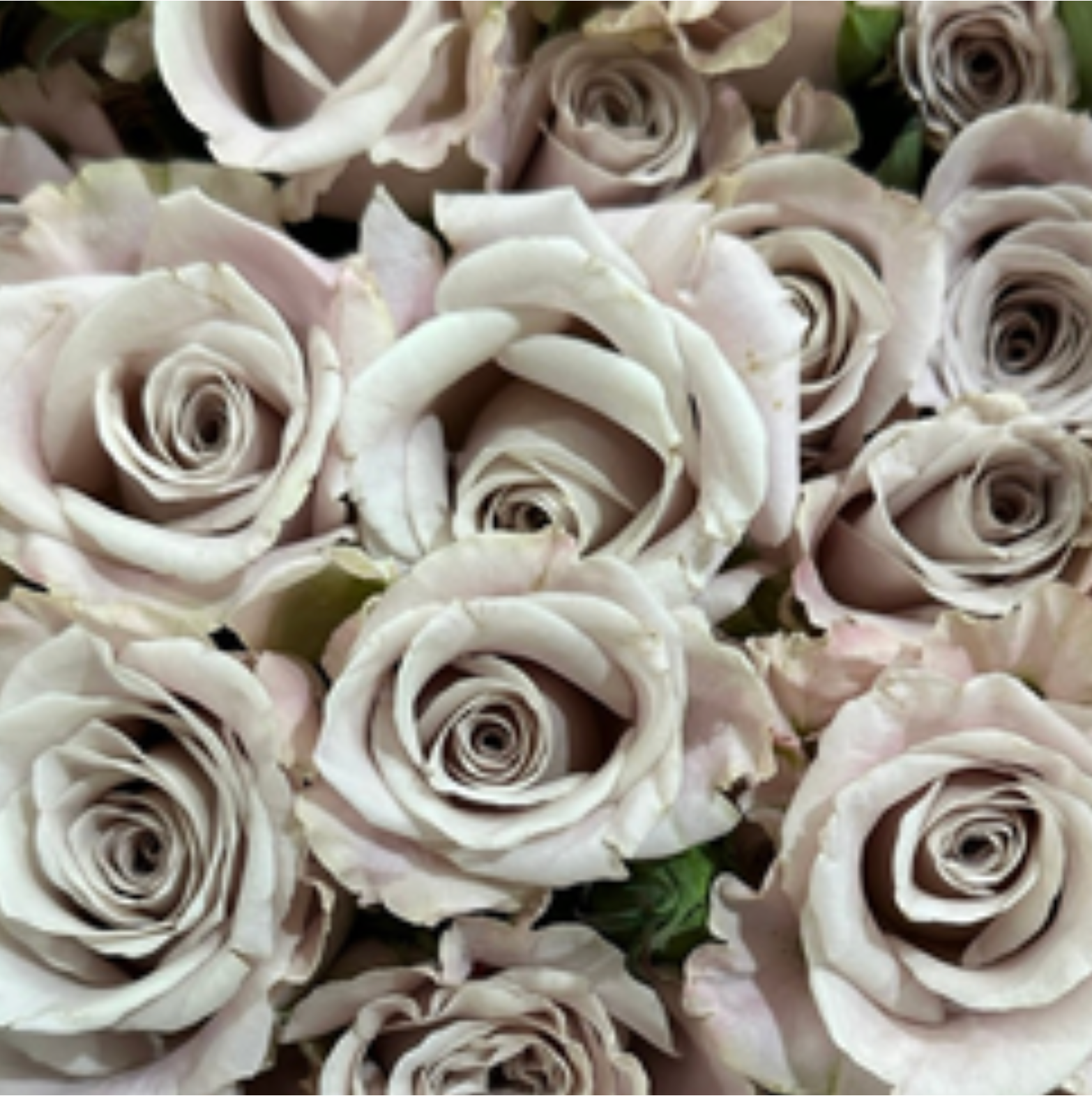 Menta Rose
