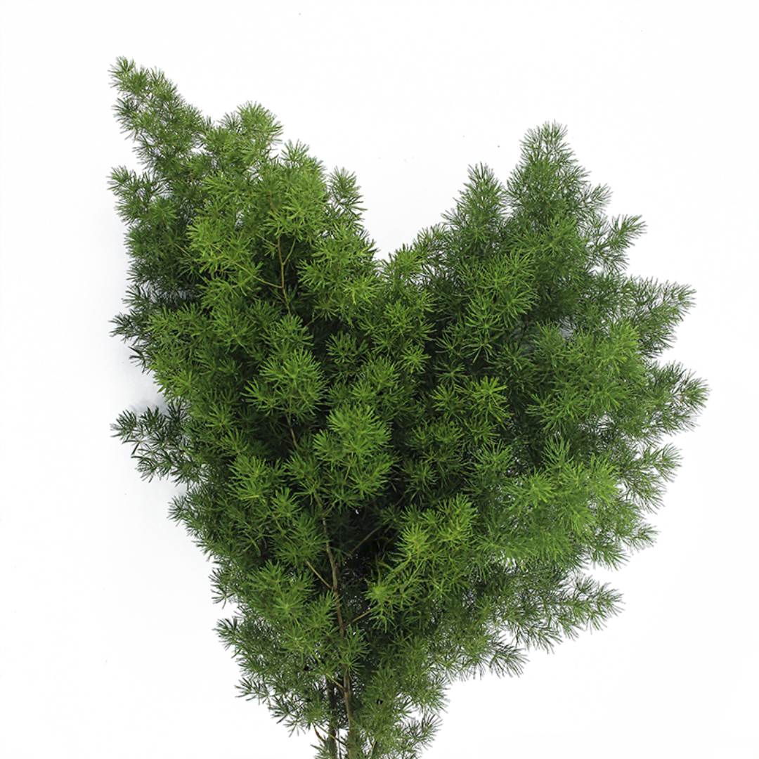 Ming Fern