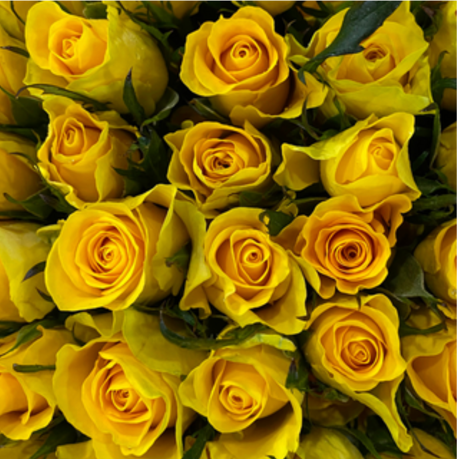 Momentum Rose