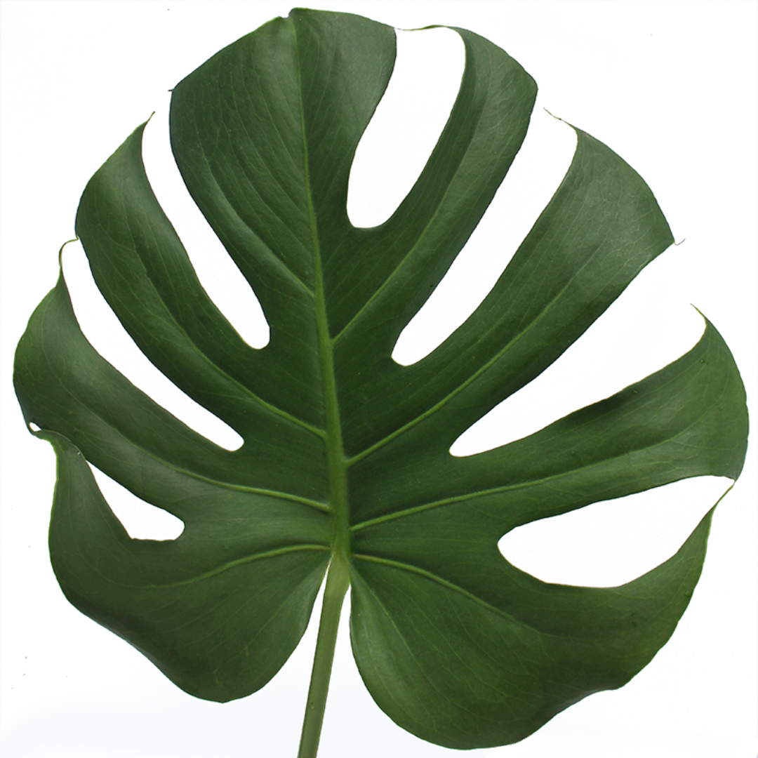 Monstera