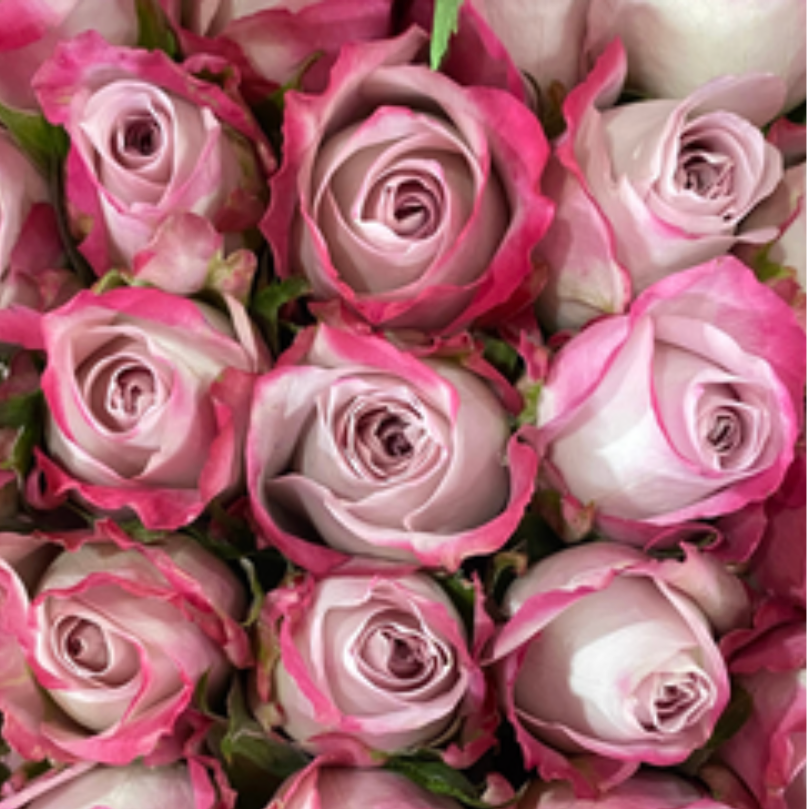 Moody Blues Rose