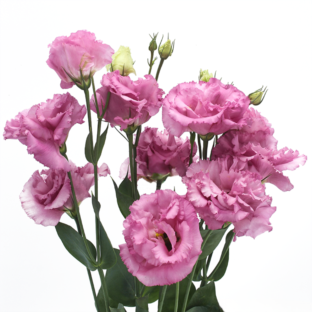 New Lisianthus