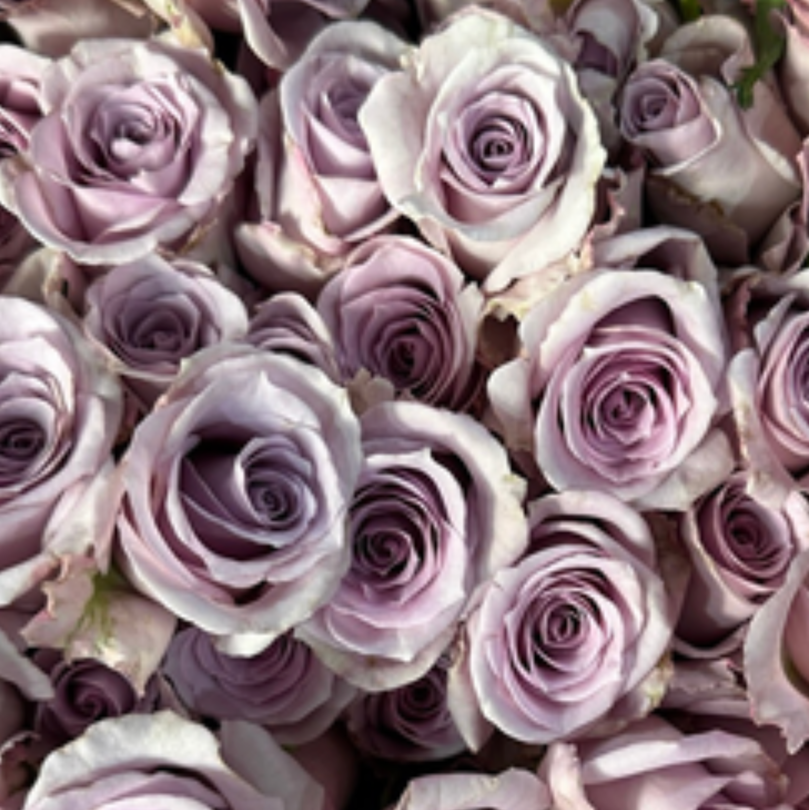 Ocean Song Rose