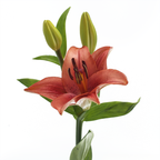 Orange Lily