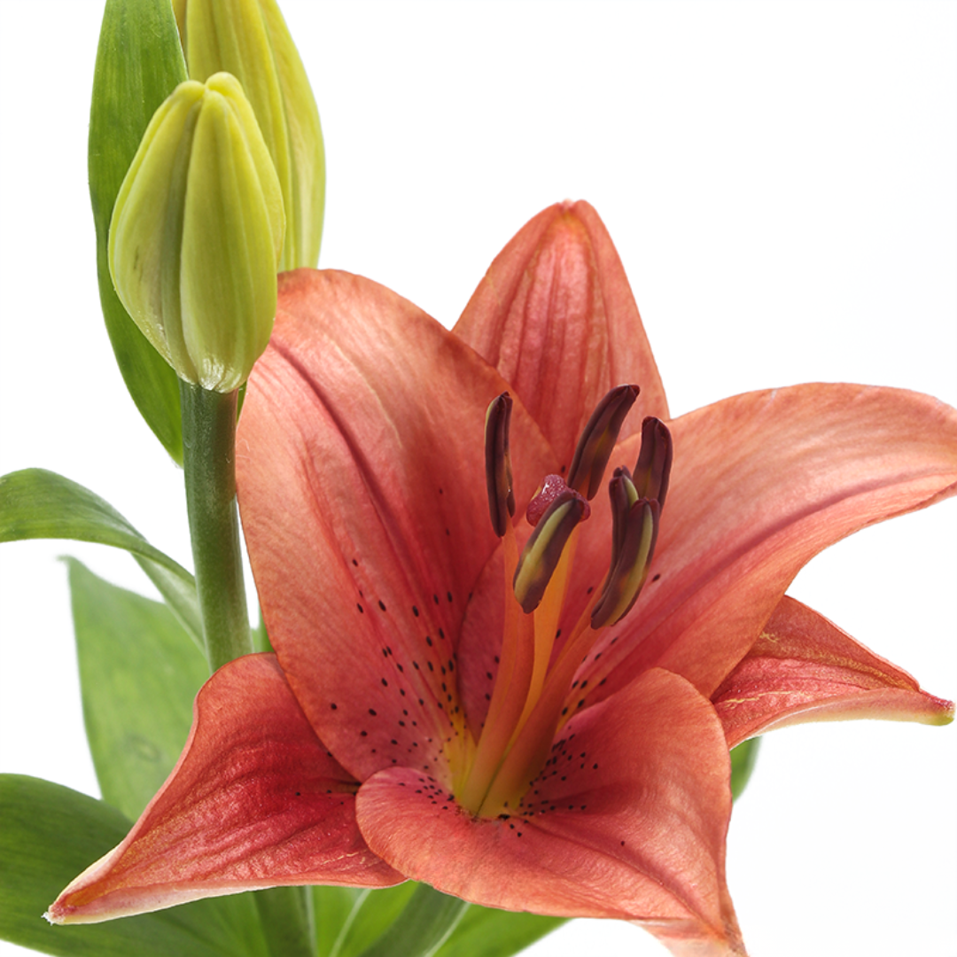 Orange Lily