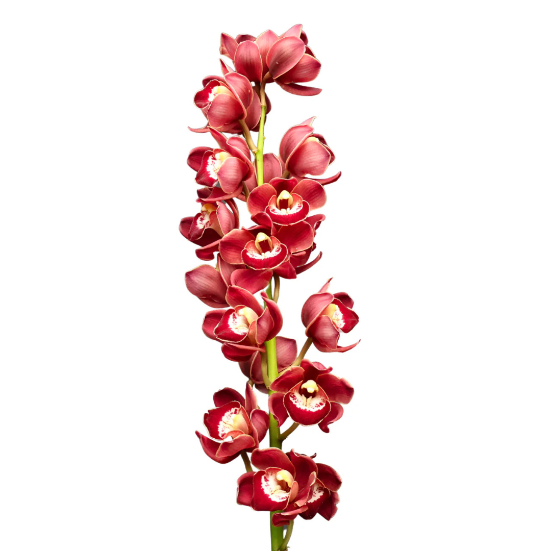 Orchid Cymbidium