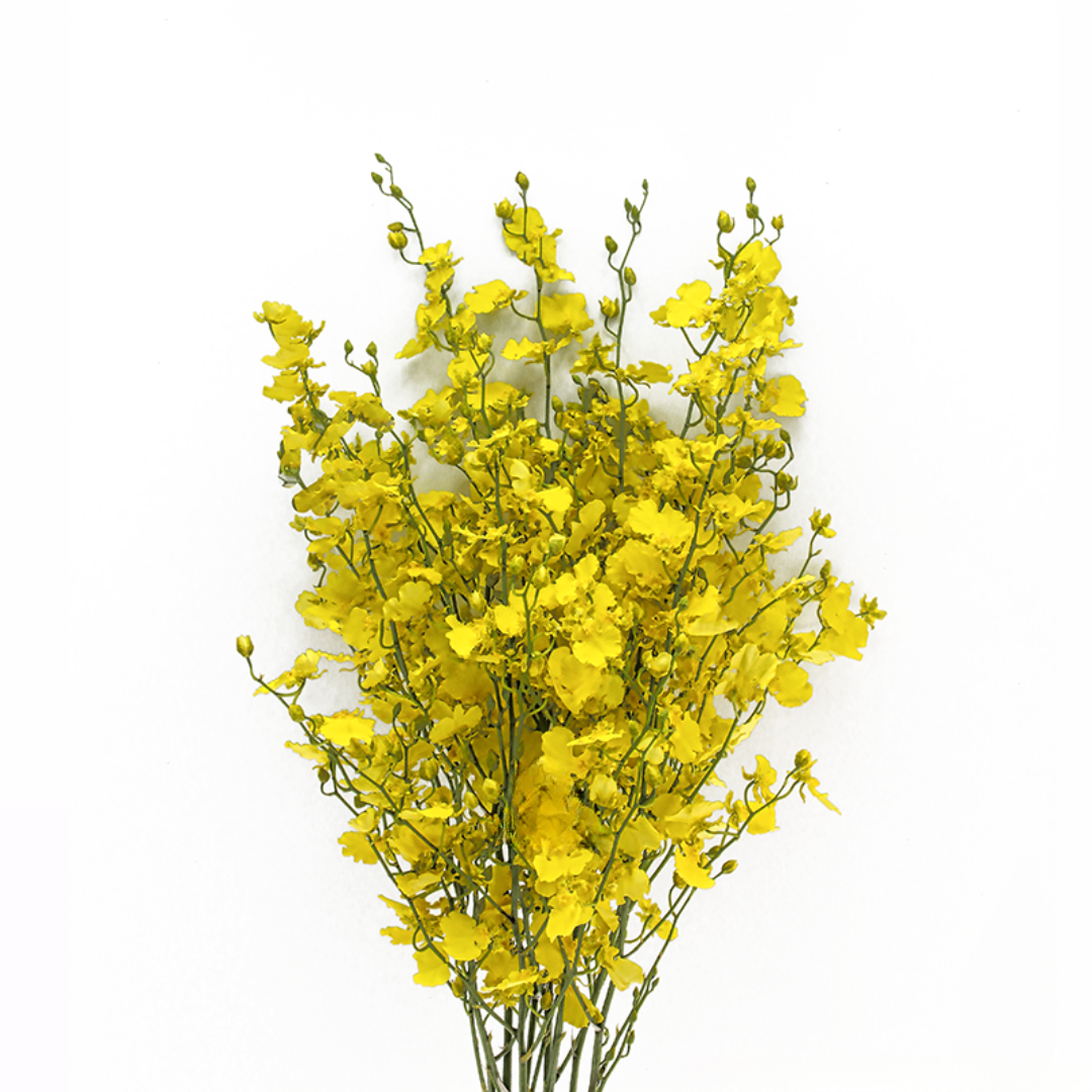 Orchid Oncidium