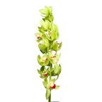 Orchid Cymbidium