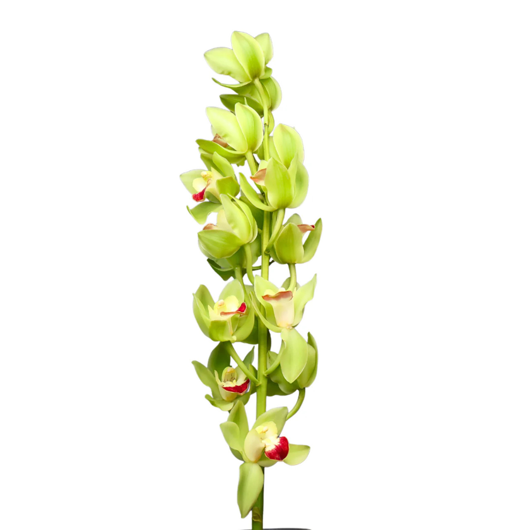 Orchid Cymbidium