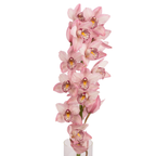 Orchid Cymbidium