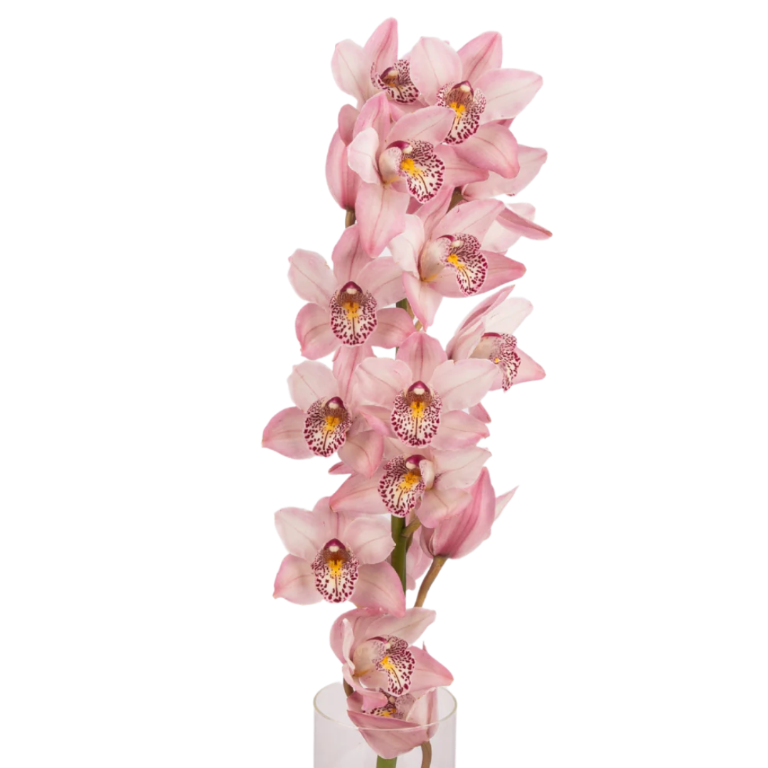 Orchid Cymbidium