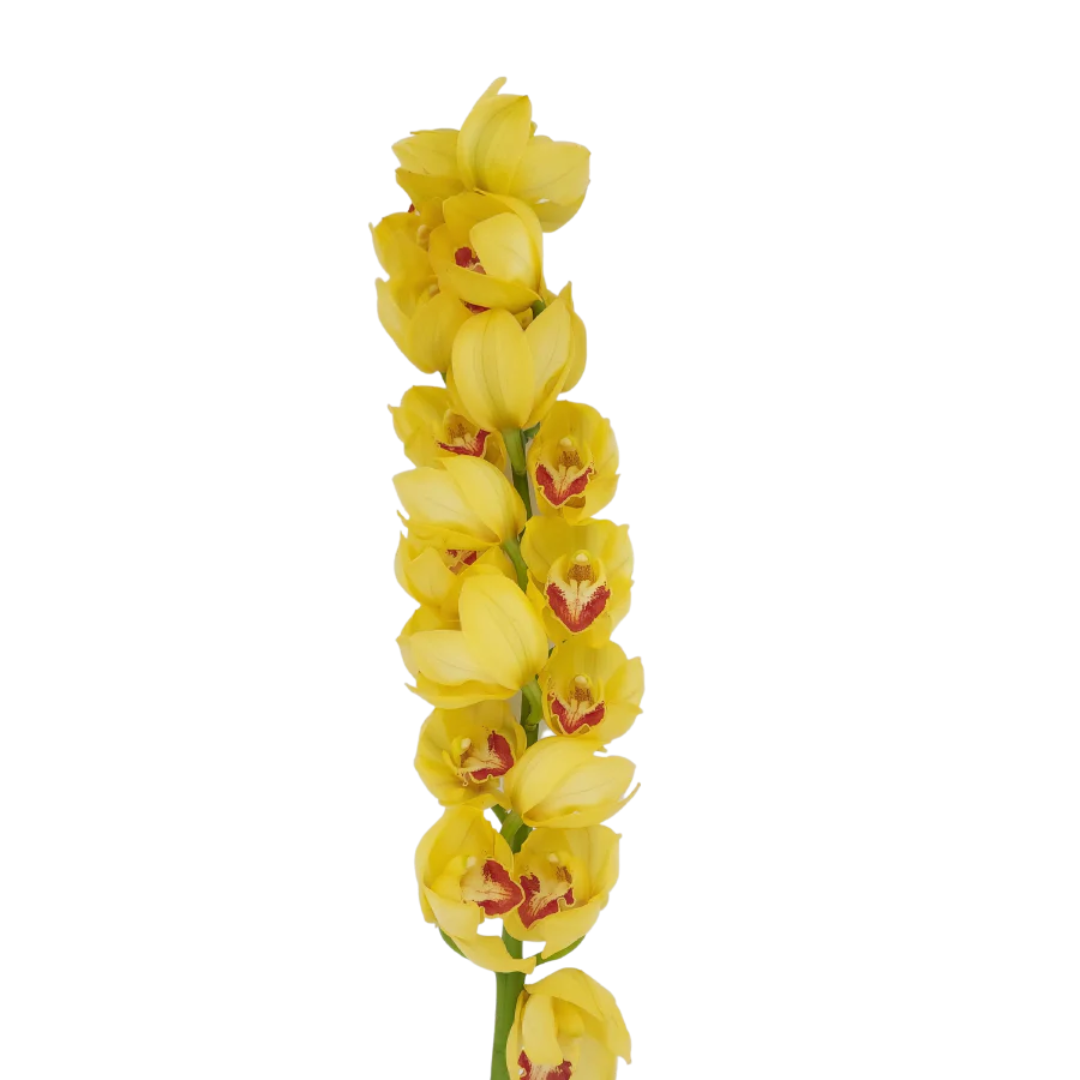 Orchid Cymbidium
