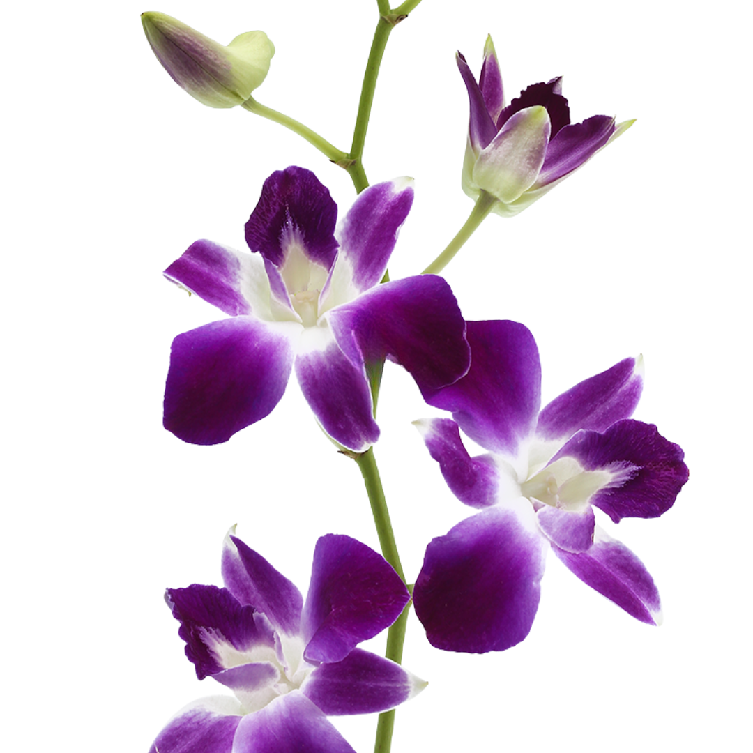 Orchid Dendrobium