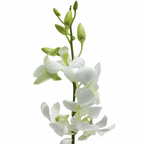 Orchid Dendrobium