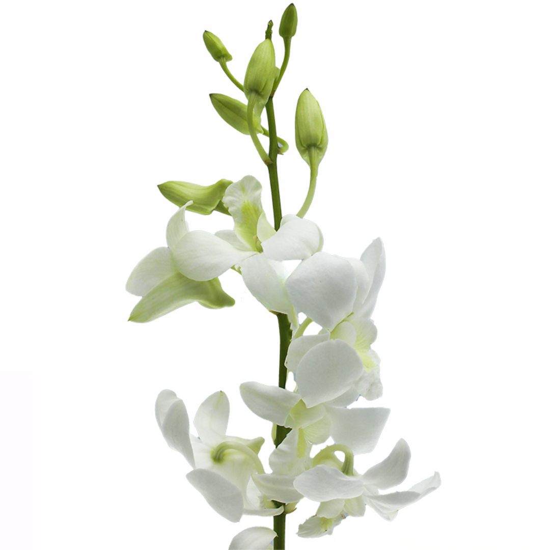 Orchid Dendrobium